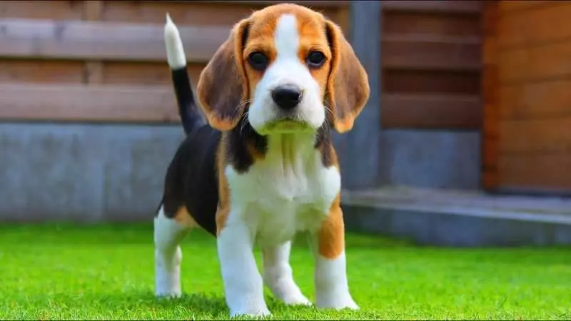 護國神犬《米格魯》比人類靈敏超過10000倍的神之嗅覺!美國研究:97%準確率聞出癌細胞