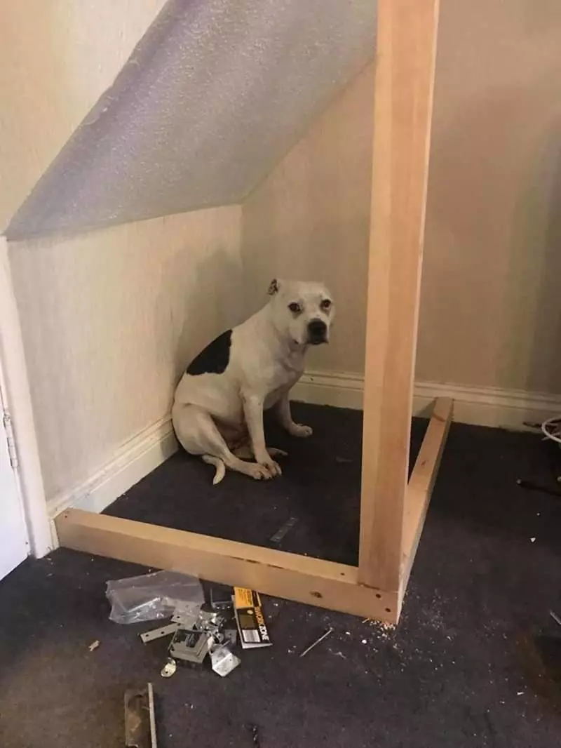 為了克服信任問題飼主動手打造《個人劇院狗屋》成功用愛克服毛孩的恐懼♥
