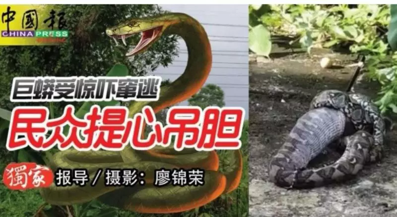 ◤獨家◢ 巨蟒受驚嚇竄逃 民眾提心吊膽