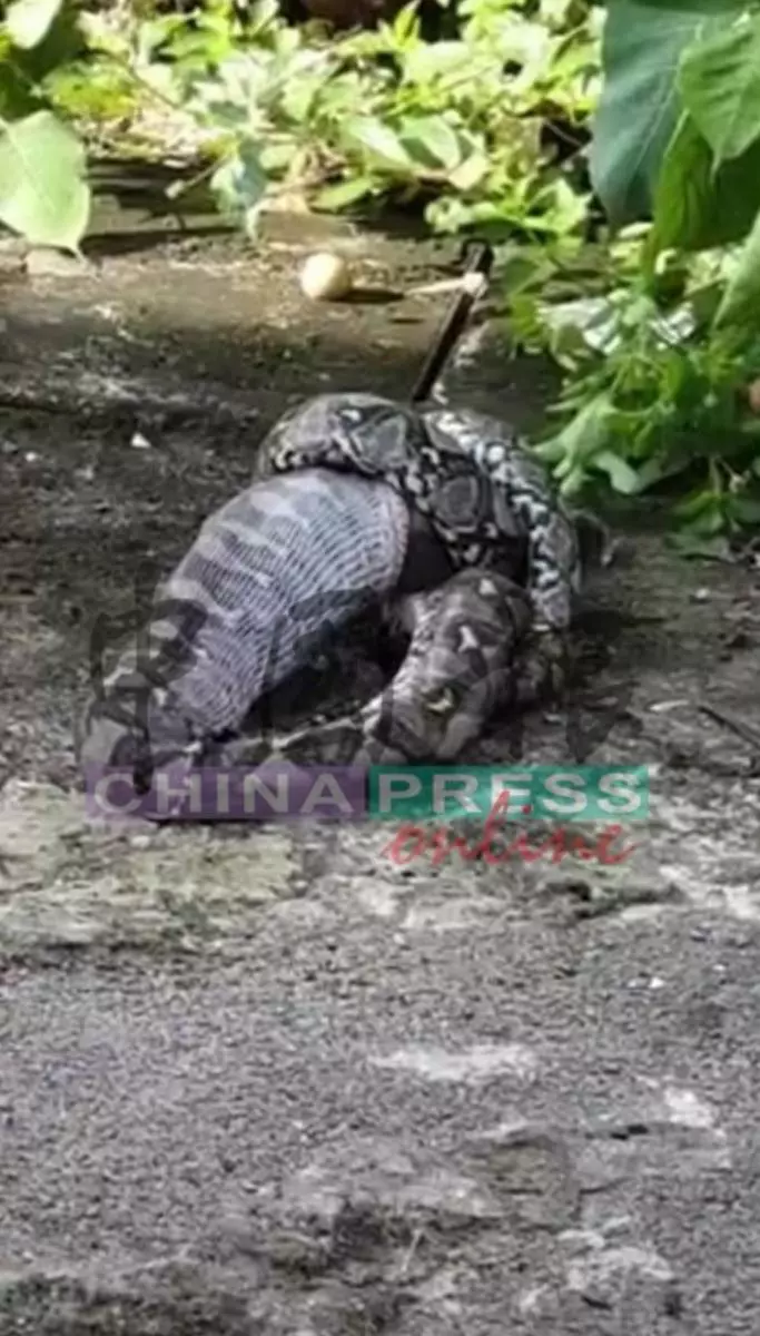 ◤獨家◢ 巨蟒受驚嚇竄逃 民眾提心吊膽