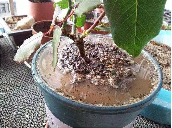 花盆土太硬?1種「鬆土水」,澆3回就「鬆軟」,省得換盆了!