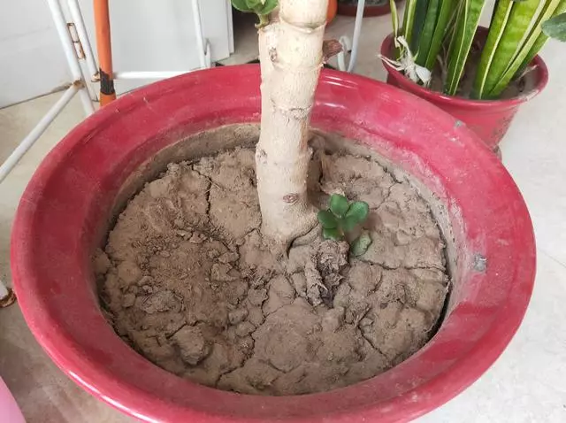 花盆土太硬?1種「鬆土水」,澆3回就「鬆軟」,省得換盆了!