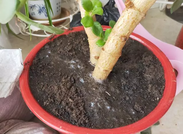 花盆土太硬?1種「鬆土水」,澆3回就「鬆軟」,省得換盆了!