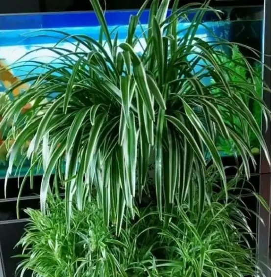 花盆土太硬?1種「鬆土水」,澆3回就「鬆軟」,省得換盆了!