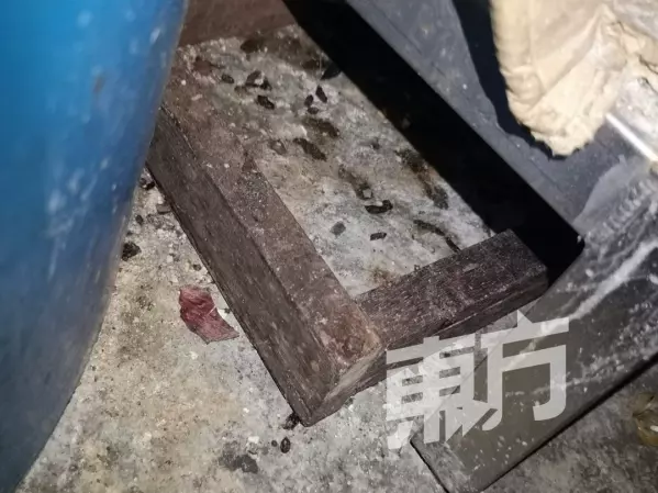 檳城:鴻記竹昇雲吞麵廚房有大量老鼠屎,衛生局下令關店14天