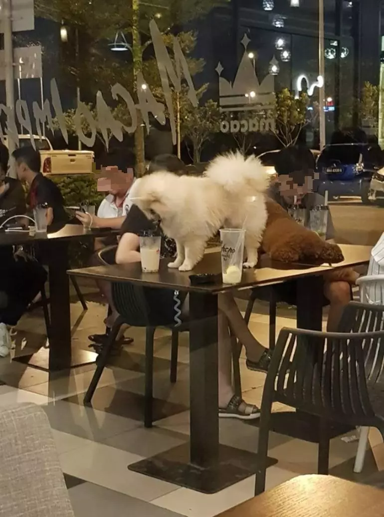 「狗飼主把寵物狗放在餐桌上」,澳門皇茶負責人:有人渾水摸魚