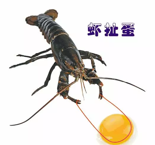 新加坡小夥被褫了國籍,只是因為他忘了做這件事!
