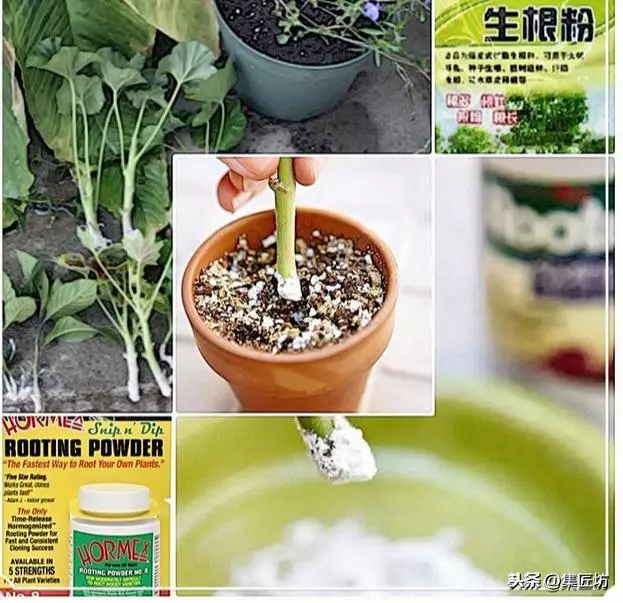 盆景造型基礎:以幹代枝,截幹蓄枝要領手繪分析,扦插技術分享!