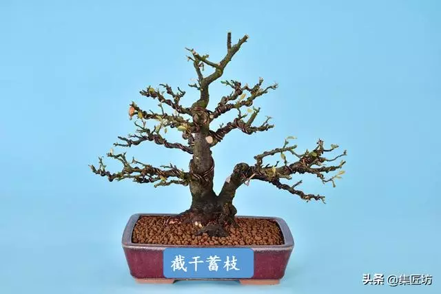 盆景造型基礎:以幹代枝,截幹蓄枝要領手繪分析,扦插技術分享!