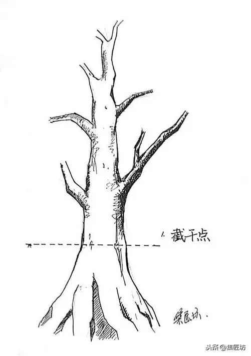盆景造型基礎:以幹代枝,截幹蓄枝要領手繪分析,扦插技術分享!
