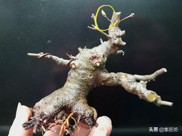 盆景造型基礎:以幹代枝,截幹蓄枝要領手繪分析,扦插技術分享!