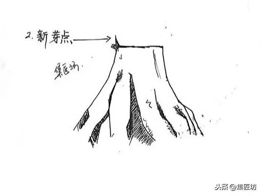 盆景造型基礎:以幹代枝,截幹蓄枝要領手繪分析,扦插技術分享!