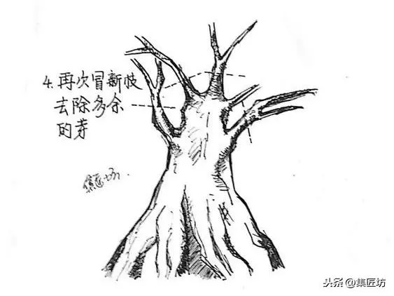 盆景造型基礎:以幹代枝,截幹蓄枝要領手繪分析,扦插技術分享!