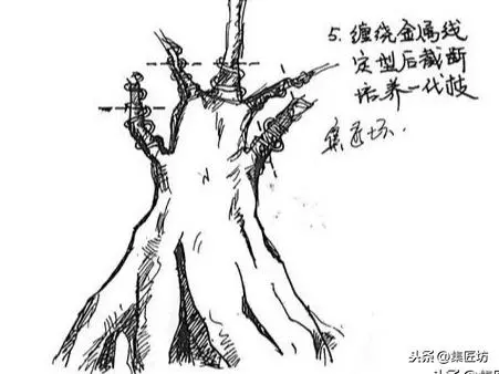 盆景造型基礎:以幹代枝,截幹蓄枝要領手繪分析,扦插技術分享!