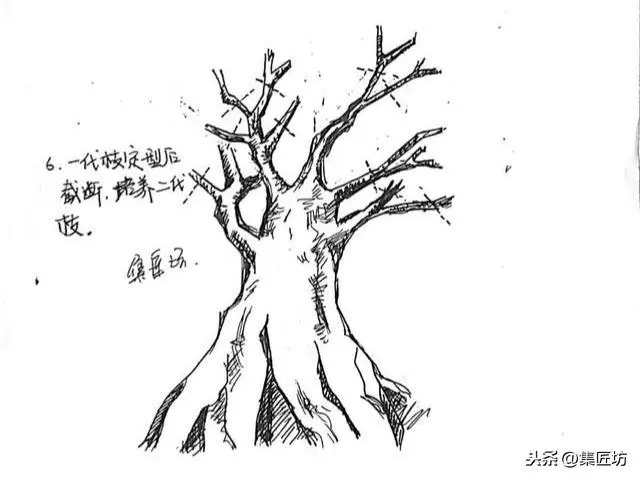 盆景造型基礎:以幹代枝,截幹蓄枝要領手繪分析,扦插技術分享!