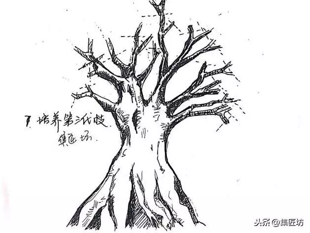 盆景造型基礎:以幹代枝,截幹蓄枝要領手繪分析,扦插技術分享!