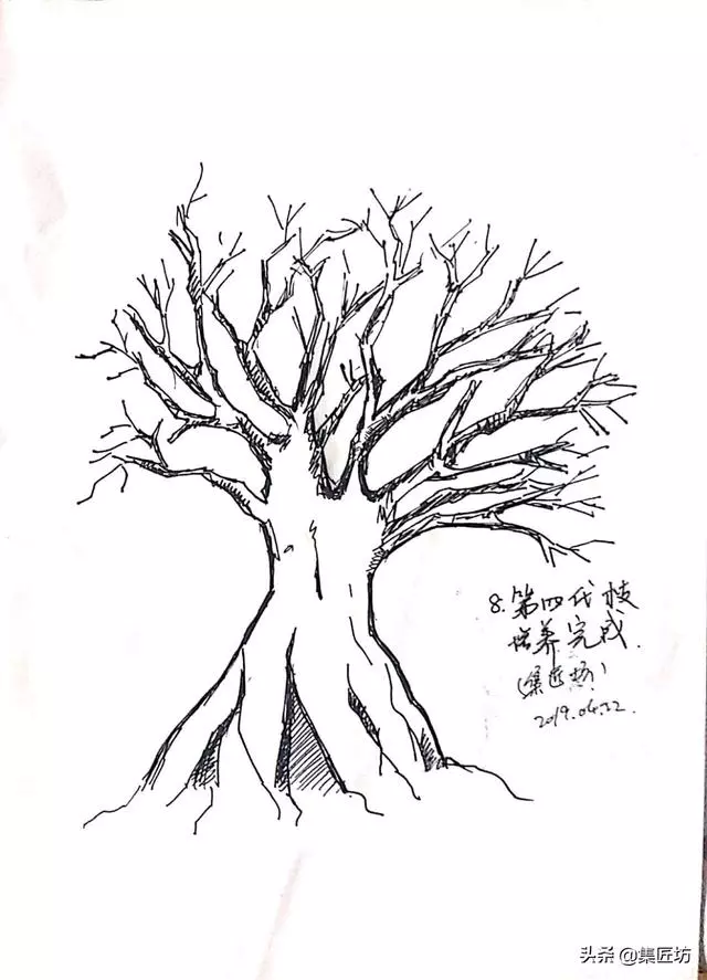 盆景造型基礎:以幹代枝,截幹蓄枝要領手繪分析,扦插技術分享!