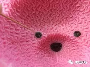 私房烘焙必備熱銷款!3D立體卡通小熊慕斯蛋糕
