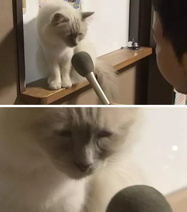 14張「不幸被悲劇人類附身」的超爆笑動物 完美演繹「上班族悲哀」的貓皇!