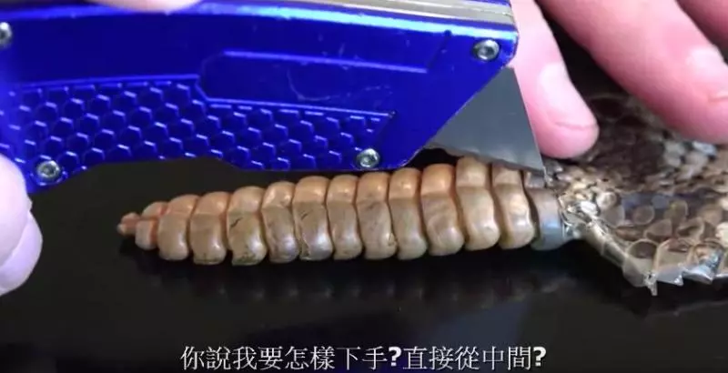 驚!他把「響尾蛇」尾巴割開,想看看裡面有什麼!結果一刀下去後大家都呆了!沒想到裡面竟然...