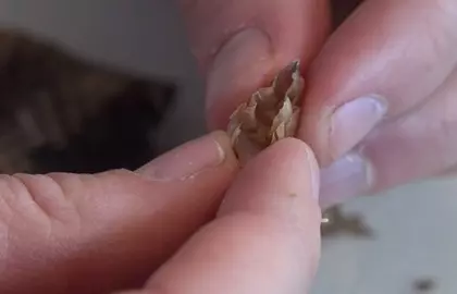 驚!他把「響尾蛇」尾巴割開,想看看裡面有什麼!結果一刀下去後大家都呆了!沒想到裡面竟然...