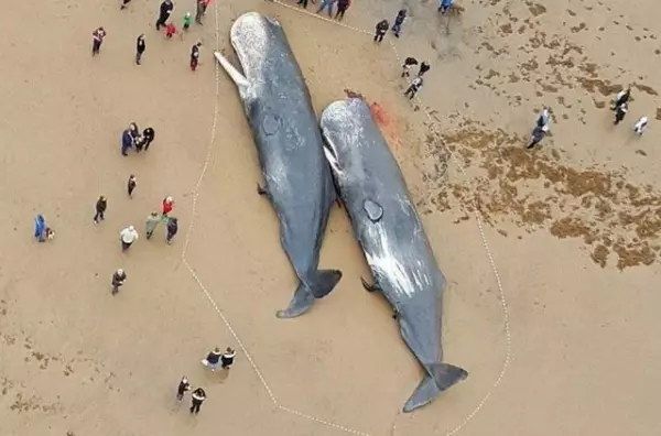13隻「巨大抹香鯨」慘死岸上!屍體解剖後,科學家在牠們身體挖出了讓「人類滅絕」的東西!