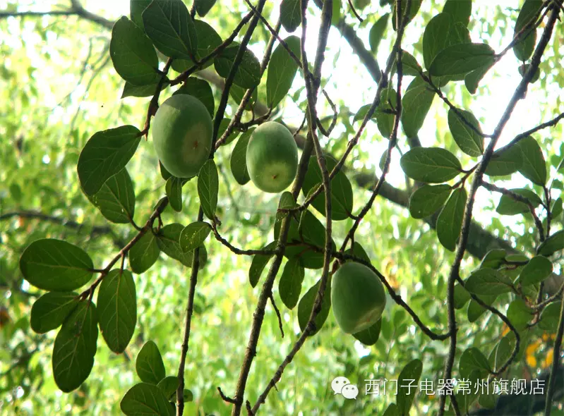 超強大的「抗癌蔬果排行榜」大公開,照著上面吃就對了!