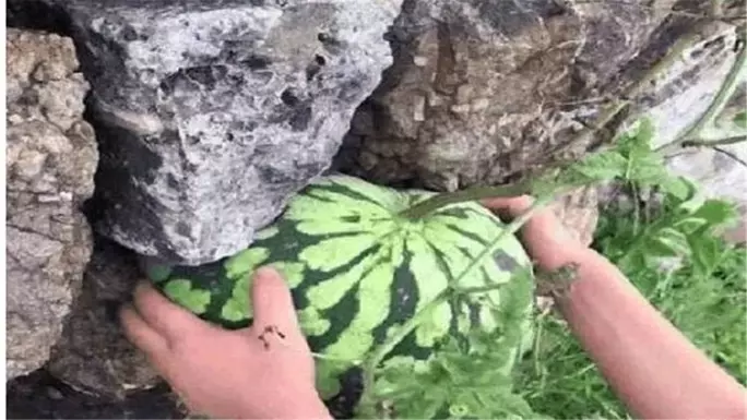 老漢看到石縫長出一個大西瓜,高興的想拿去賣錢,上前看清後轉頭就離開了