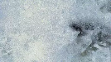 影:阿拉斯加視覺盛宴!黑熊與鮭魚在「鋼絲上跳舞」,網友爆贊:這是最震撼的「生物界傳奇」