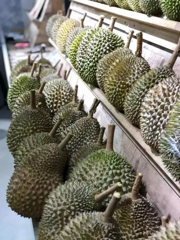 新加坡榴槤季到來,一個才3新幣