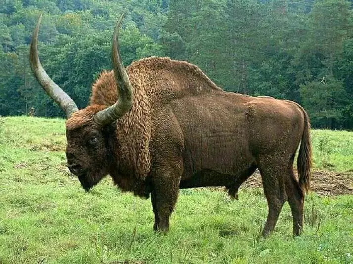 11種根本「吊打侏儸紀恐龍」史前生物 人類如果穿越時空保證被牠們殘忍虐殺