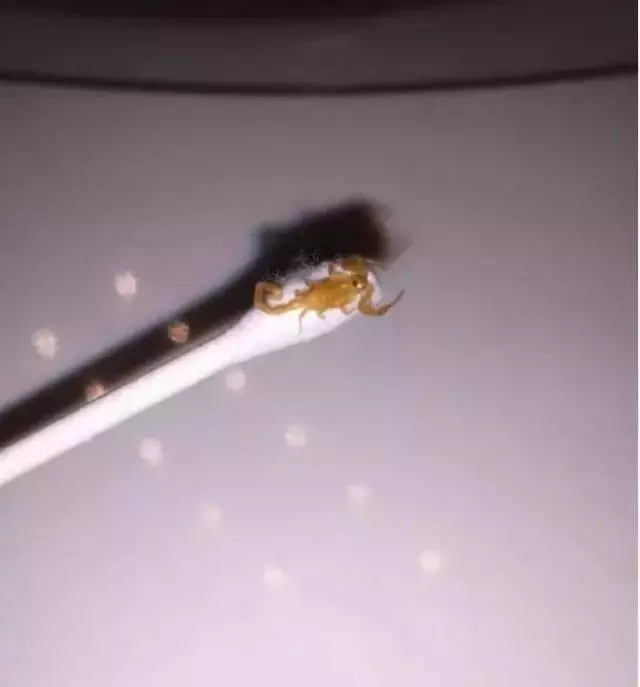就連最勇敢的人都無法完整看完,這15張超越極限的照片,能挑戰到等級10已經是萬人之上了
