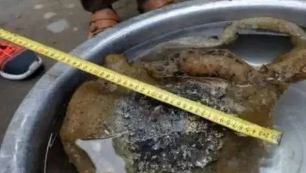 小夥自掏腰包為老人打井,怎料第一桶就撈上來個怪東西,老人看後大笑:小夥好福氣