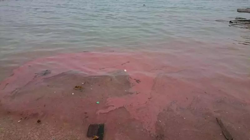 澎湖珊瑚卵染紅海面 大倉北海域生態奇觀