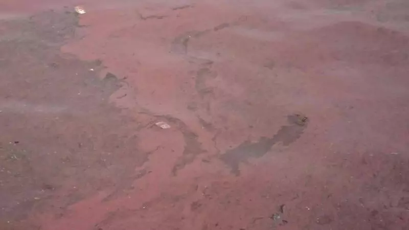 澎湖珊瑚卵染紅海面 大倉北海域生態奇觀