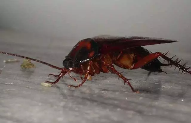只要2滴白酒,除蟑比蟑螂藥強10倍,不花一分錢,蚊子全死光!