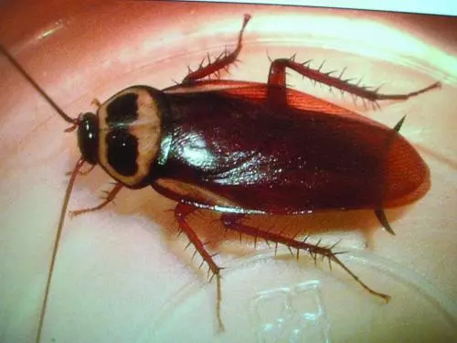只要2滴白酒,除蟑比蟑螂藥強10倍,不花一分錢,蚊子全死光!