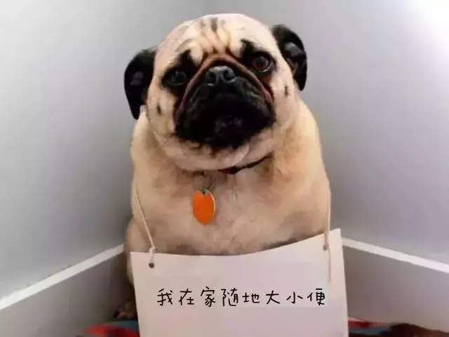 關於狗狗拉屎這件事,我可以說上好幾天