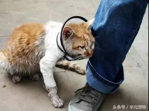 投喂流浪貓,我真的做錯了麼?