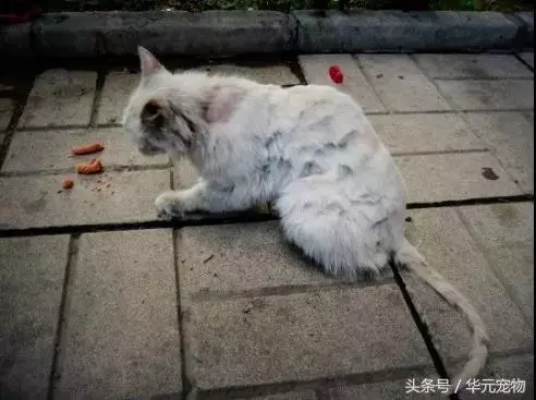 投喂流浪貓,我真的做錯了麼?