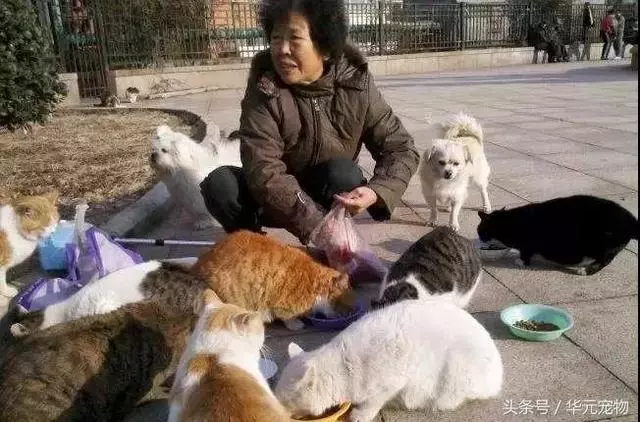 投喂流浪貓,我真的做錯了麼?