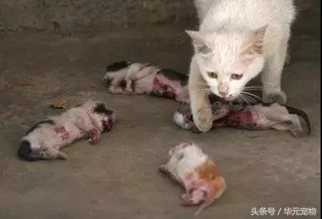 投喂流浪貓,我真的做錯了麼?