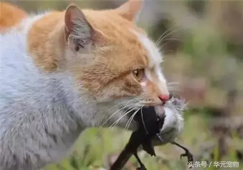 投喂流浪貓,我真的做錯了麼?