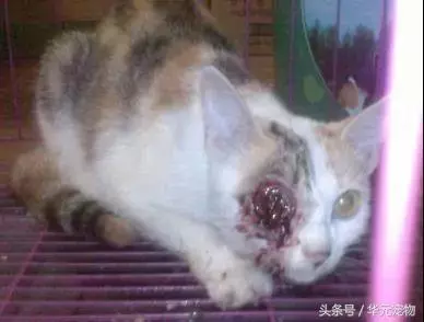 投喂流浪貓,我真的做錯了麼?