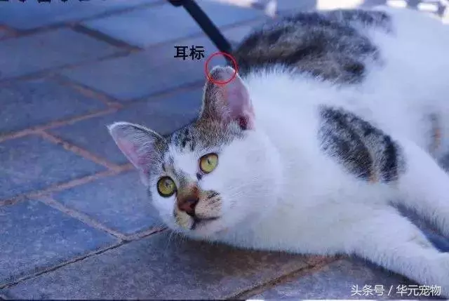 投喂流浪貓,我真的做錯了麼?