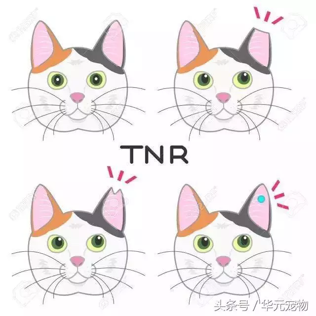 投喂流浪貓,我真的做錯了麼?