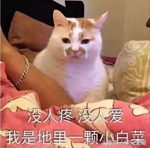 投喂流浪貓,我真的做錯了麼?