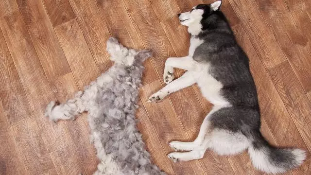 狗狗掉毛是正常的!剃毛不能阻止狗掉毛,還會讓狗的毛髮變差