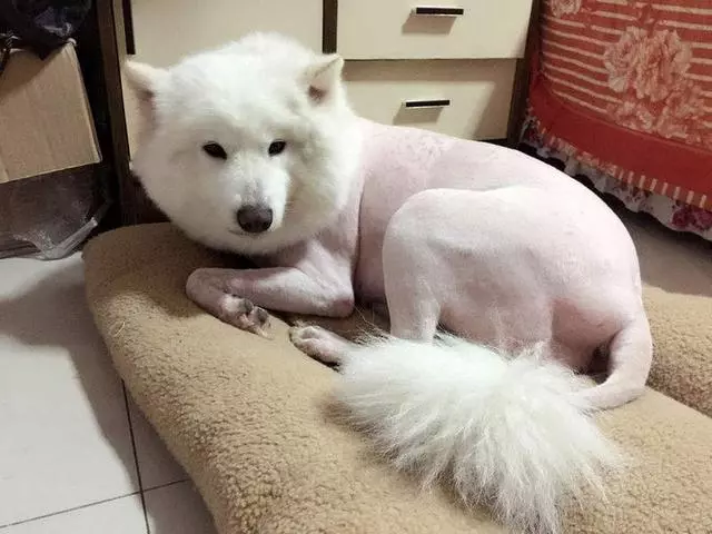 狗狗掉毛是正常的!剃毛不能阻止狗掉毛,還會讓狗的毛髮變差