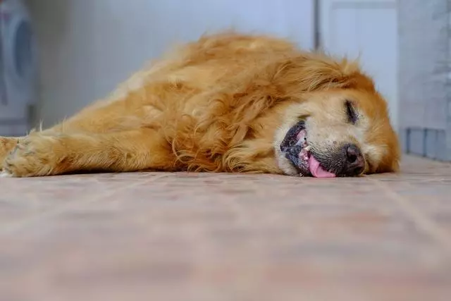 狗狗一天睡10多小時,是不是生病了?為什麼狗一天睡這麼多?